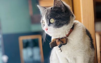 A cat sat on window