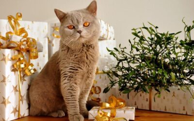 COMMON HOLIDAY HAZARDS FOR CATS