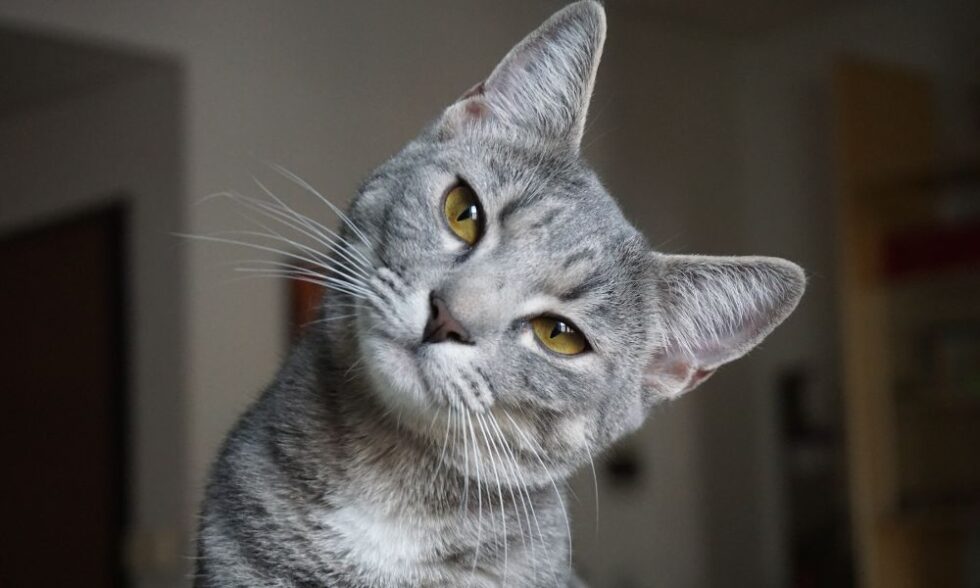 Cat Care Professionals FAQs