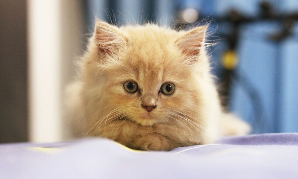 Pet Endocrinology (Hormones) In Lake Oswego, OR 97035 Cat Care