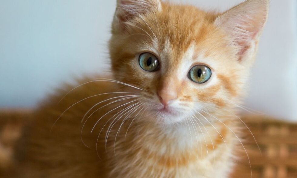 Pet Heartworm Prevention In Lake Oswego, OR 97035 Cat Care Professionals