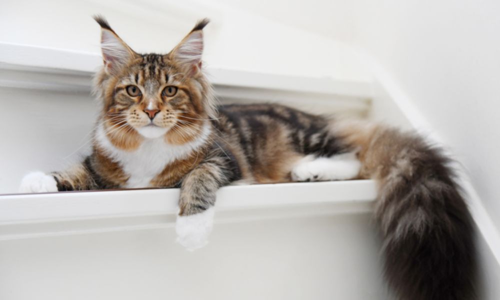Neutering-Banner Feline Neutering Banner