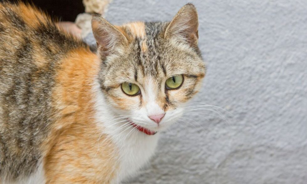 Pet Patient Monitoring In Lake Oswego, OR 97035 Cat Care Professionals