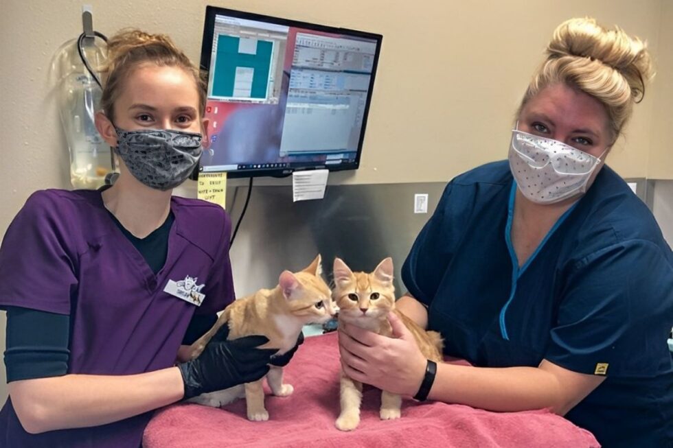 Best Veterinary Hospital In Lake Oswego, OR Cat Care Professionals