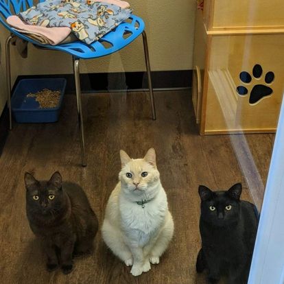 Three cats look up