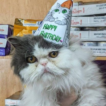 Cat with happy birthday cap