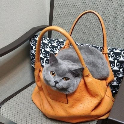 Cat in the purse