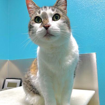 Feline-Soft-Tissue-Surgery-Section-Img