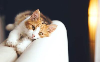 ANSWERS TO THE TOP 10 QUESTIONS ABOUT CATS