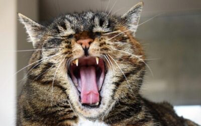WHY DO CATS HAVE BAD BREATH?