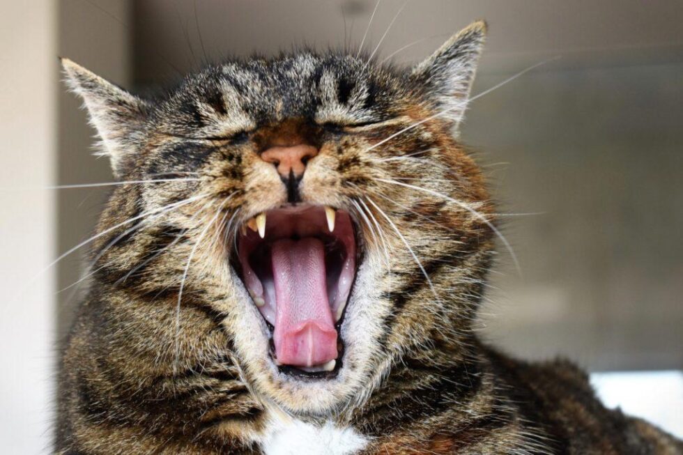 WHY DO CATS HAVE BAD BREATH? Cat Care Professionals