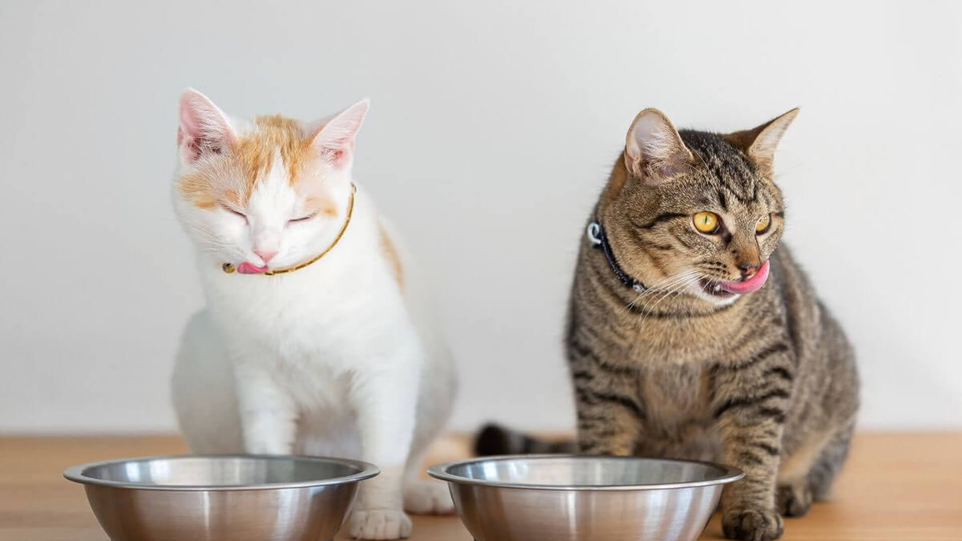 Feline Nutritional Counseling In Lake Oswego OR Cat Care Professionals