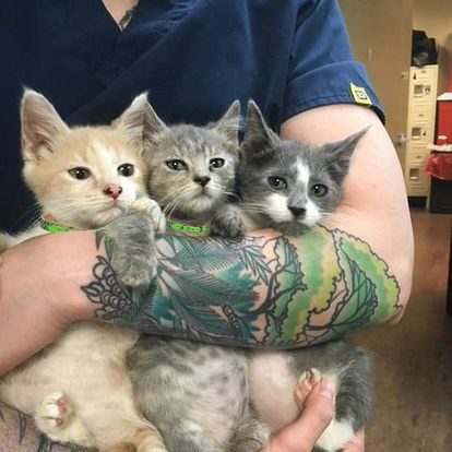 Cute three kitten in vet hand