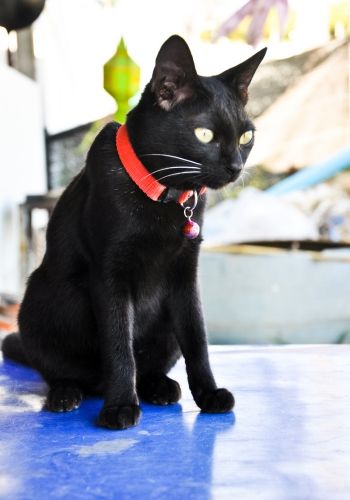 a black cat sitting on floor