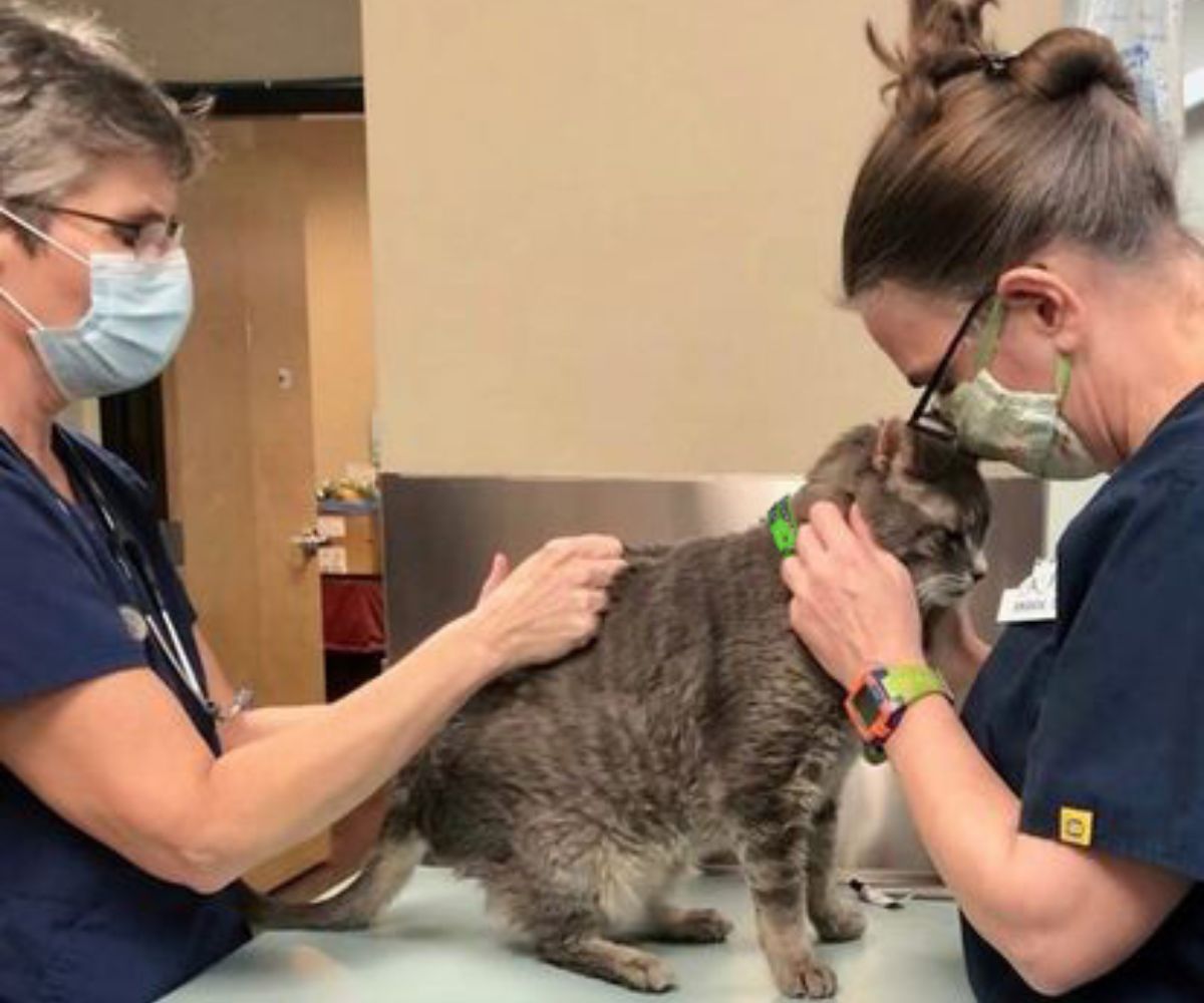 a cat examined by two vet