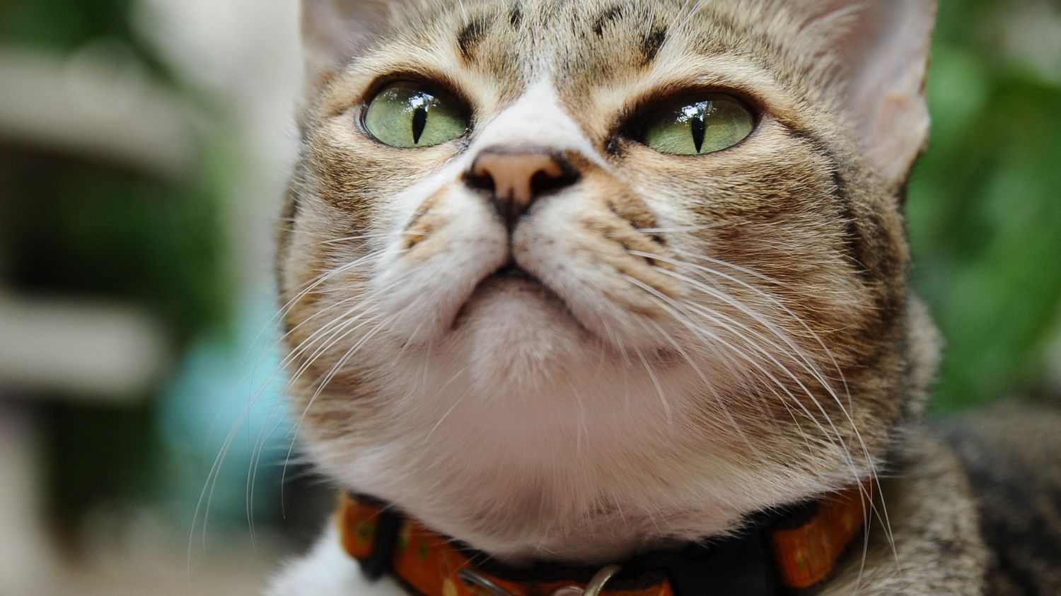 a cat sitting down and seeing up