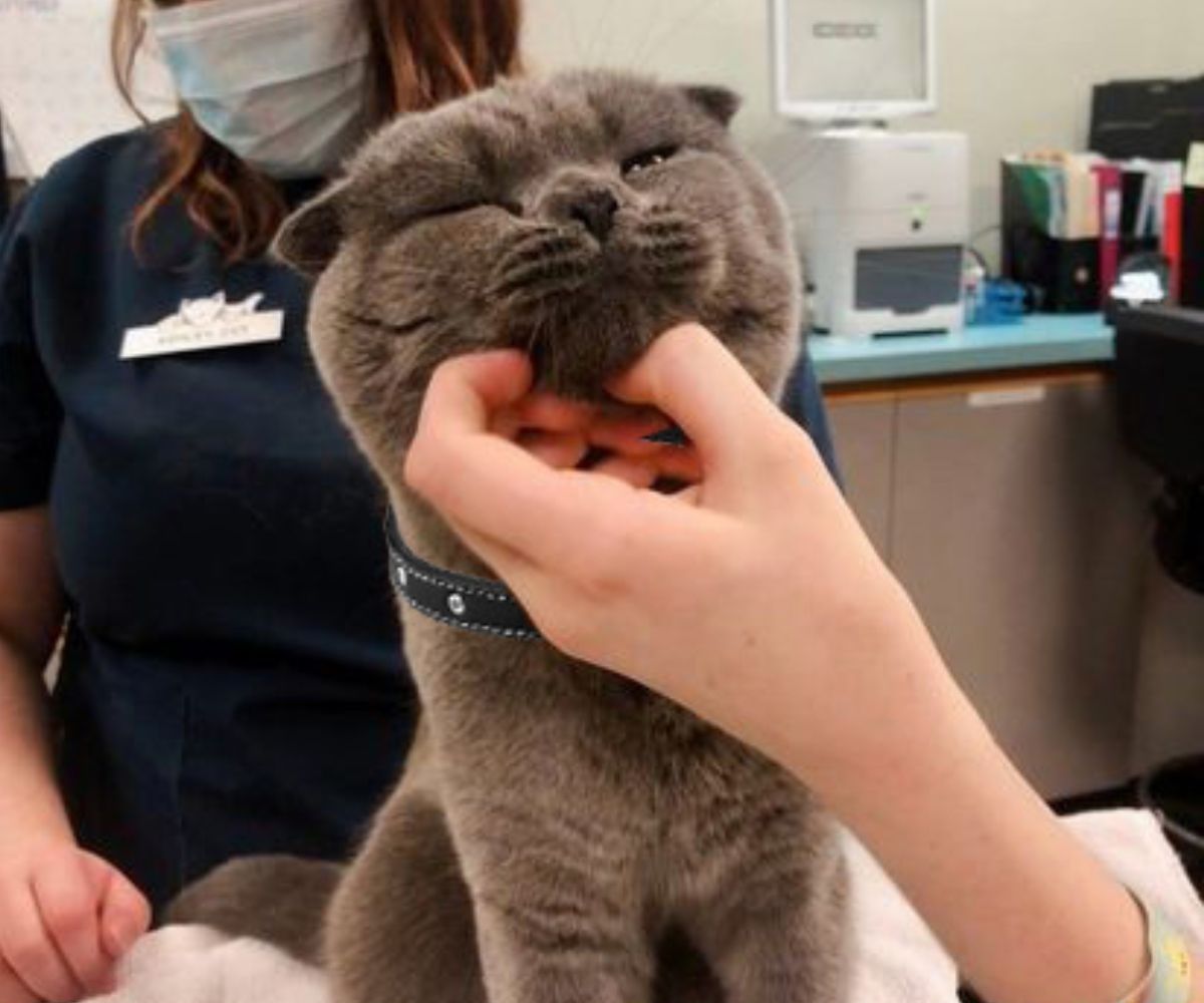 a vet petting a cat