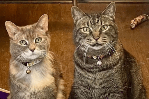 Two cats sitting on the floor