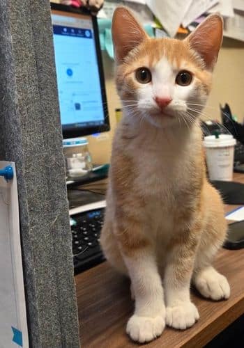 An orange and white sitting on a computer table