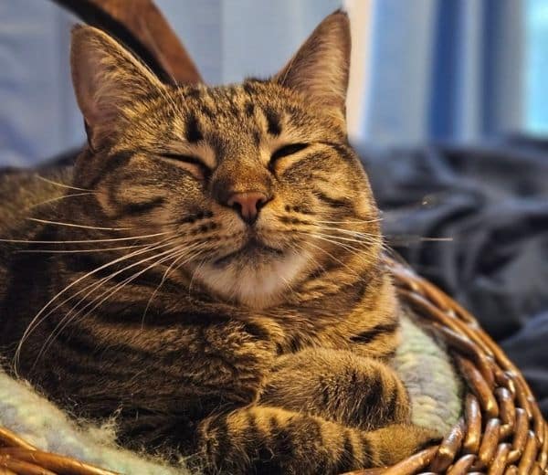 A brown tabby cat resting in a wicker basket