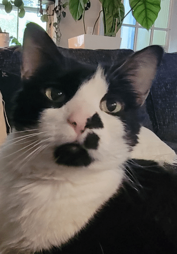 A black and white cat
