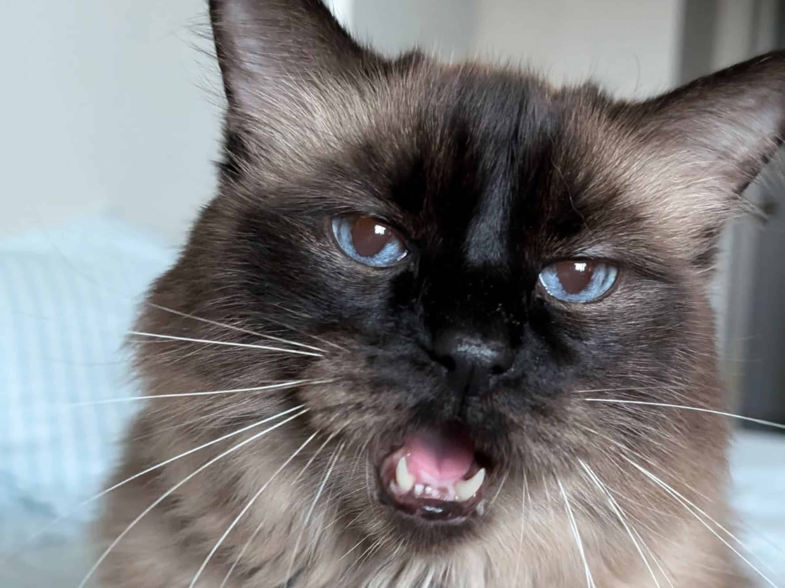 Feline Nutritional Counseling Banner