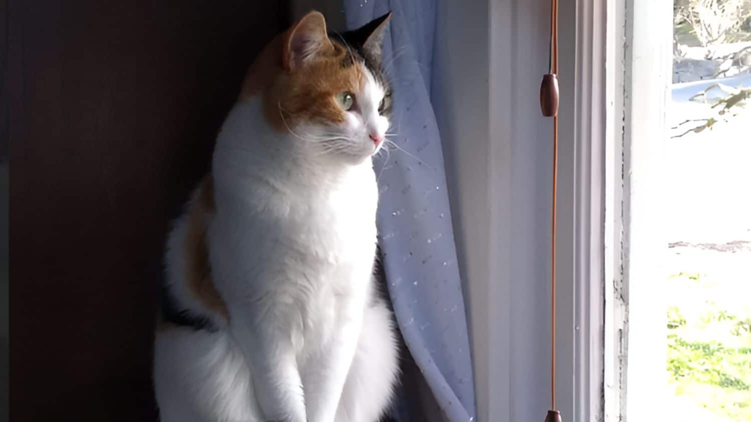 A cat sitting on a table next to a window