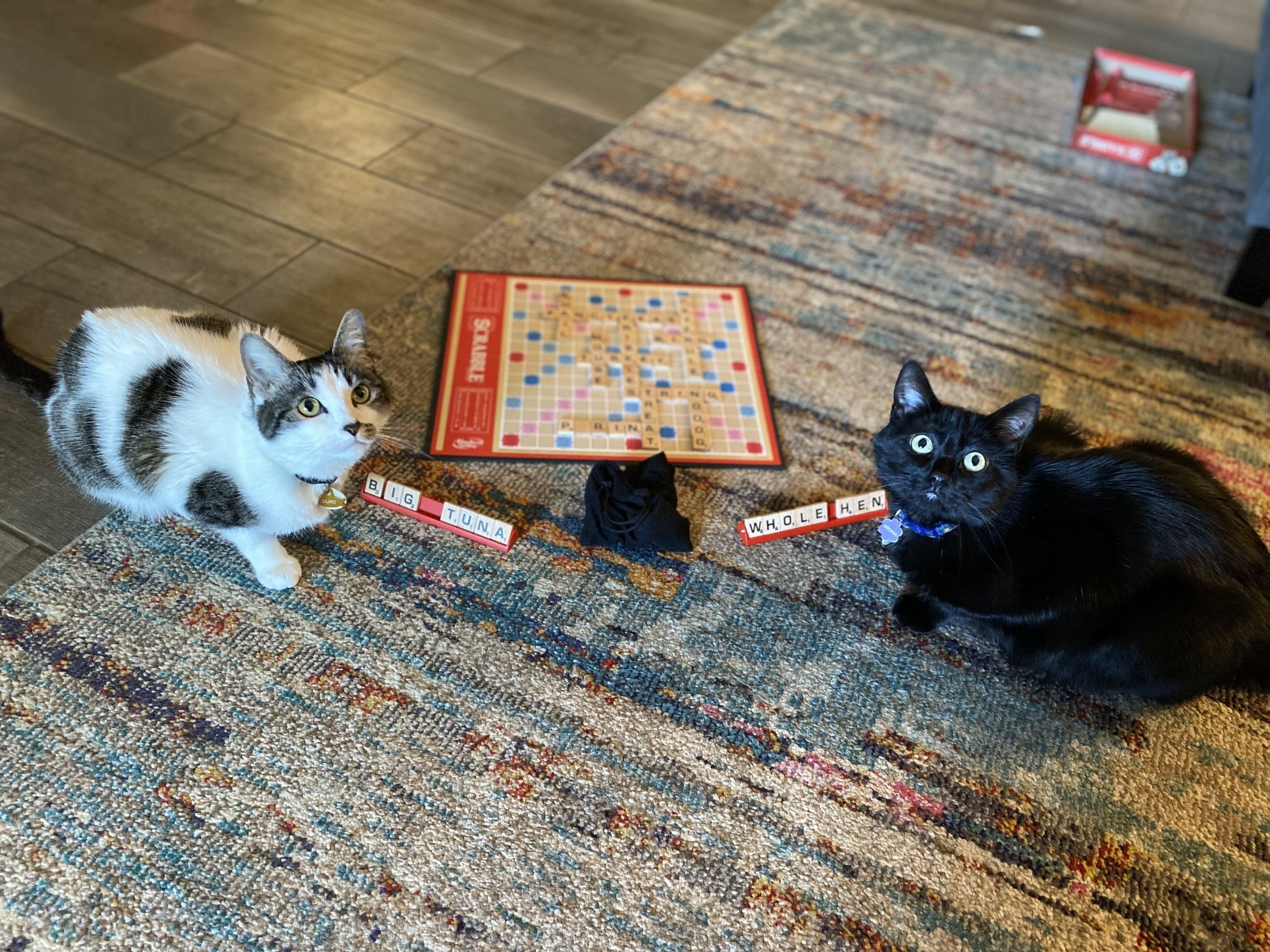Two cats sitting on a rug