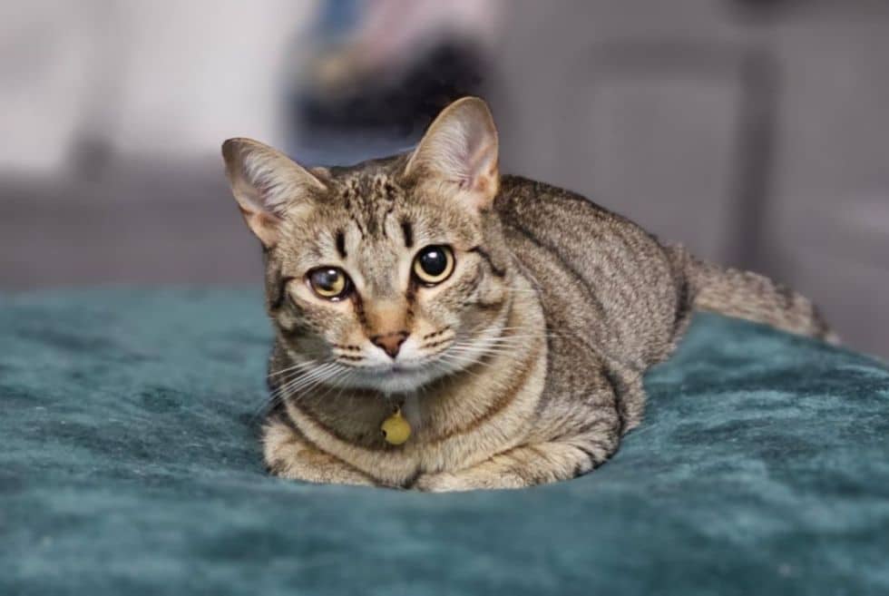 A cat resting on a bed
